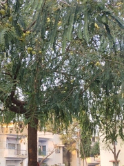 Phyllanthus emblica