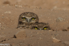 Athene cunicularia