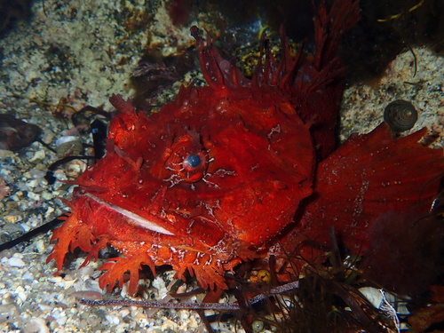 Atlantic sea raven (Hemitripterus americanus) — Hemitripteridae