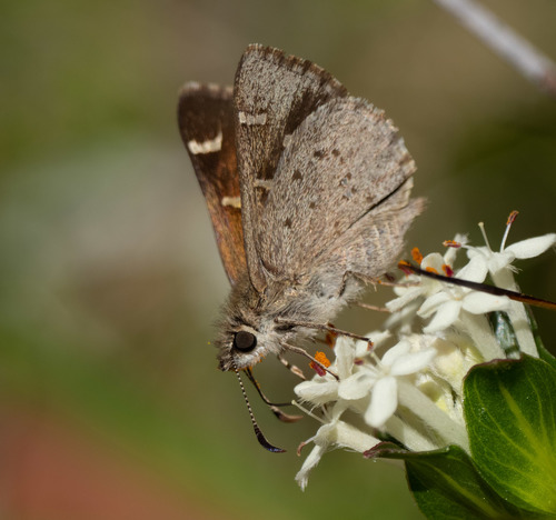 Two-spotted Grass-skipper