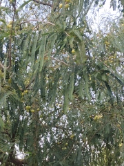 Phyllanthus emblica