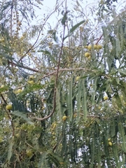 Phyllanthus emblica