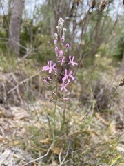 Stylidium brunonianum