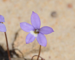 Isotoma scapigera