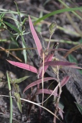 Cyanotis speciosa