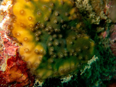 Turbinaria stellulata