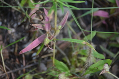 Cyanotis speciosa