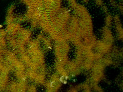 Psammocora nierstraszi