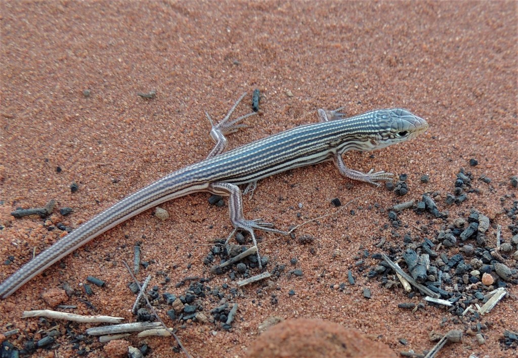 Fourteen-Lined Ctenotus