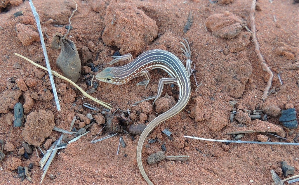 Spotted-Necked Ctenotus