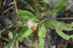 Cyanotis speciosa