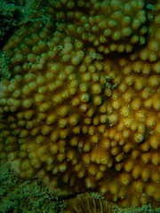 Turbinaria stellulata