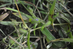 Cyanotis speciosa