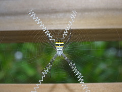 Argiope caledonia