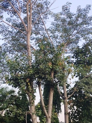 Ficus religiosa