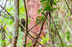 Ninox novaeseelandiae