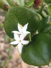 Carissa bispinosa