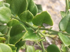Carissa bispinosa