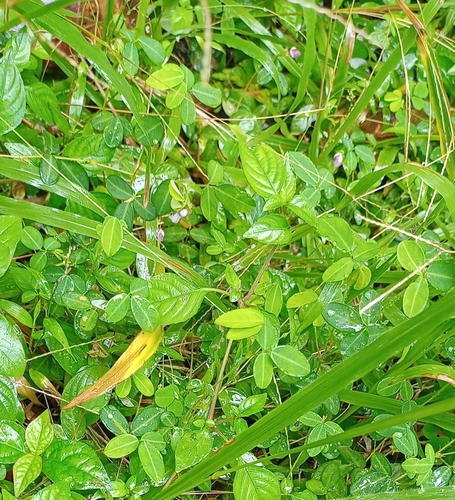 Desmodium heterophyllum iNat (2)