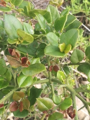 Carissa bispinosa