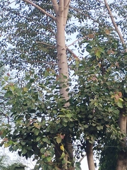 Ficus religiosa