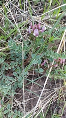 Astragalus cibarius
