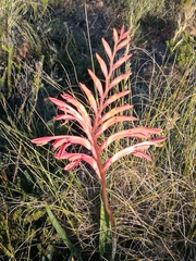 Tritoniopsis intermedia