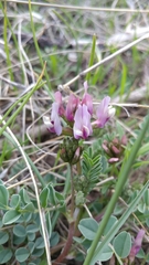 Astragalus cibarius