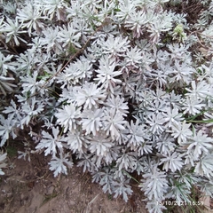 Crossostephium chinense