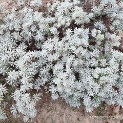 Crossostephium chinense