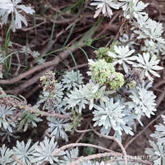 Crossostephium chinense