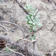 Crossostephium chinense