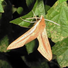 Hippotion balsaminae