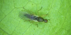 Hemerodromiinae