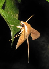 Hippotion balsaminae