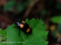Episcapha xanthopustulata