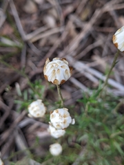Argentipallium