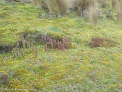 Phlegmariurus crassus