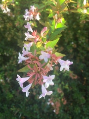 Abelia × grandiflora