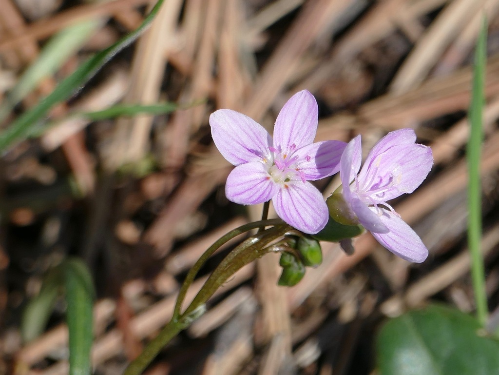 Claytonia sect. Claytonia