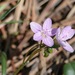 Claytonia rosea - Photo (c) Suzanne Dingwell, algunos derechos reservados (CC BY-NC), subido por Suzanne Dingwell
