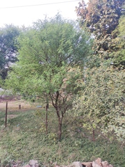 Vachellia