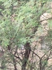 Vachellia