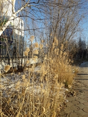 Phragmites australis