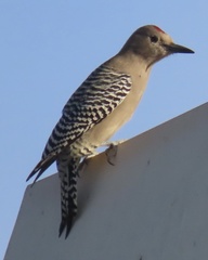 Melanerpes uropygialis