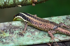 Dasia vittata