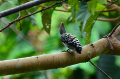 Hemicircus concretus