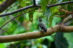Hemicircus concretus