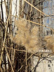 Phragmites australis