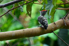 Hemicircus concretus